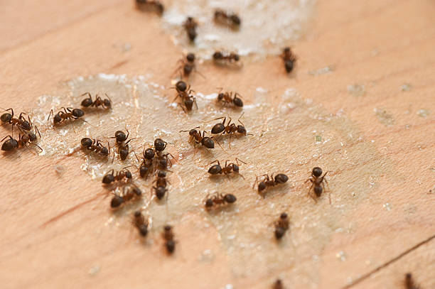 Best Local Pest Control Services  in Vero Beach South, FL